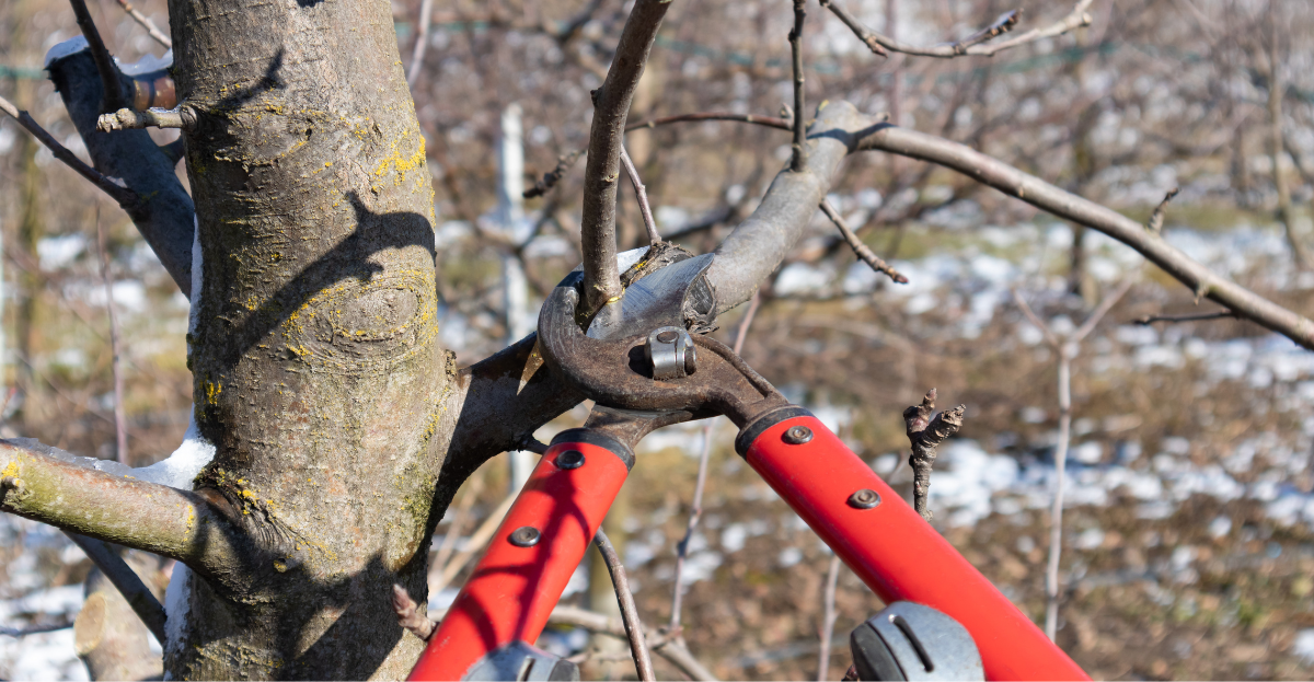 Pruning Fruit Tree